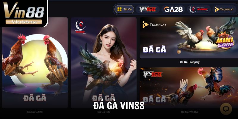 Đá gà là sản phẩm giải trí đặc trưng của nhà cái Vin88