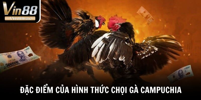 Đá Gà Campuchia - Bật Mí Sức Hút Của Những Trận Đấu Nảy Lửa 3 Đặc điểm của hình thức chọi gà Campuchia
