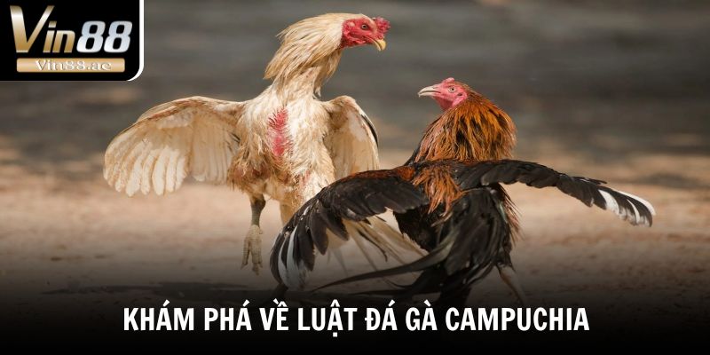 Đá Gà Campuchia - Bật Mí Sức Hút Của Những Trận Đấu Nảy Lửa 4 Khám phá về luật đá gà Campuchia đầy đủ