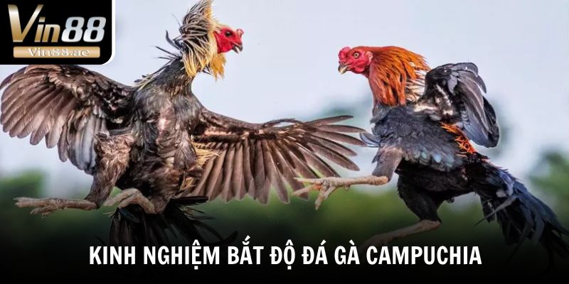 Đá Gà Campuchia - Bật Mí Sức Hút Của Những Trận Đấu Nảy Lửa 5 Kinh nghiệm bắt độ đá gà Campuchia dễ thắng