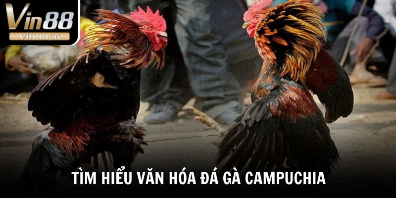 Đá Gà Campuchia - Bật Mí Sức Hút Của Những Trận Đấu Nảy Lửa 2 Tìm hiểu nhanh về văn hóa đá gà Campuchia
